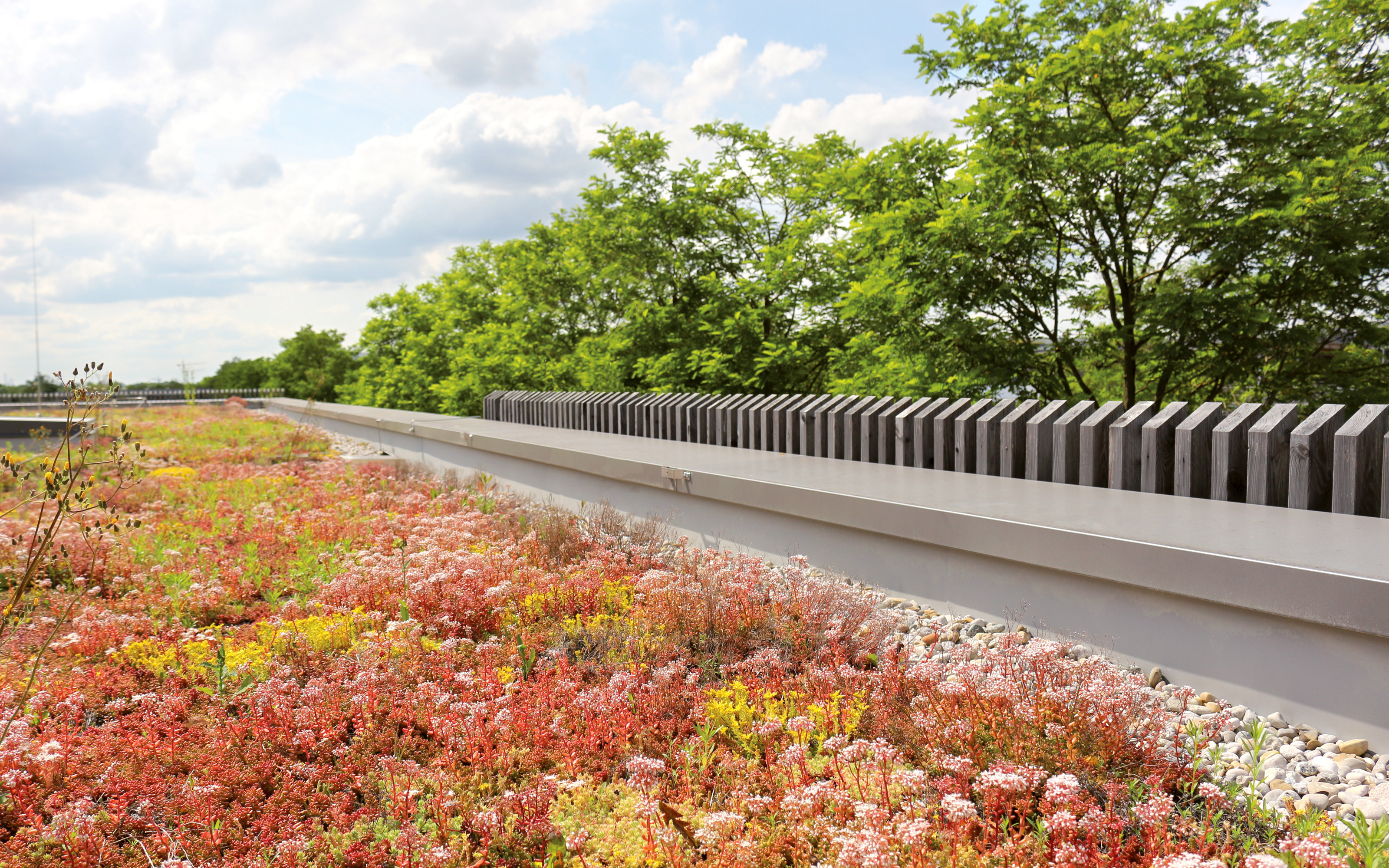 Dachbegrünung mit rot und gelb blühenden Sedum-Arten