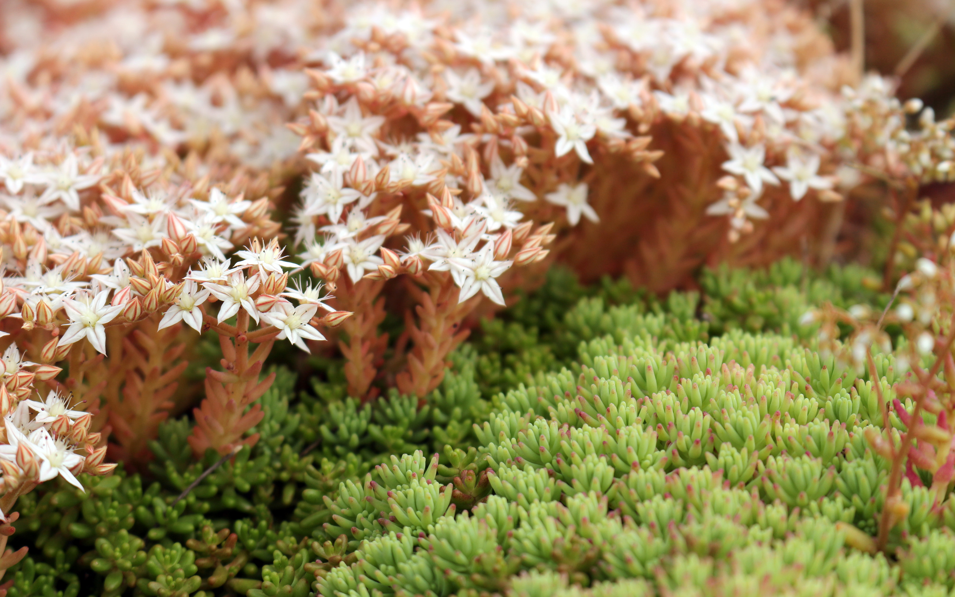 Nahaufnahme von Sedum-Pflanzen