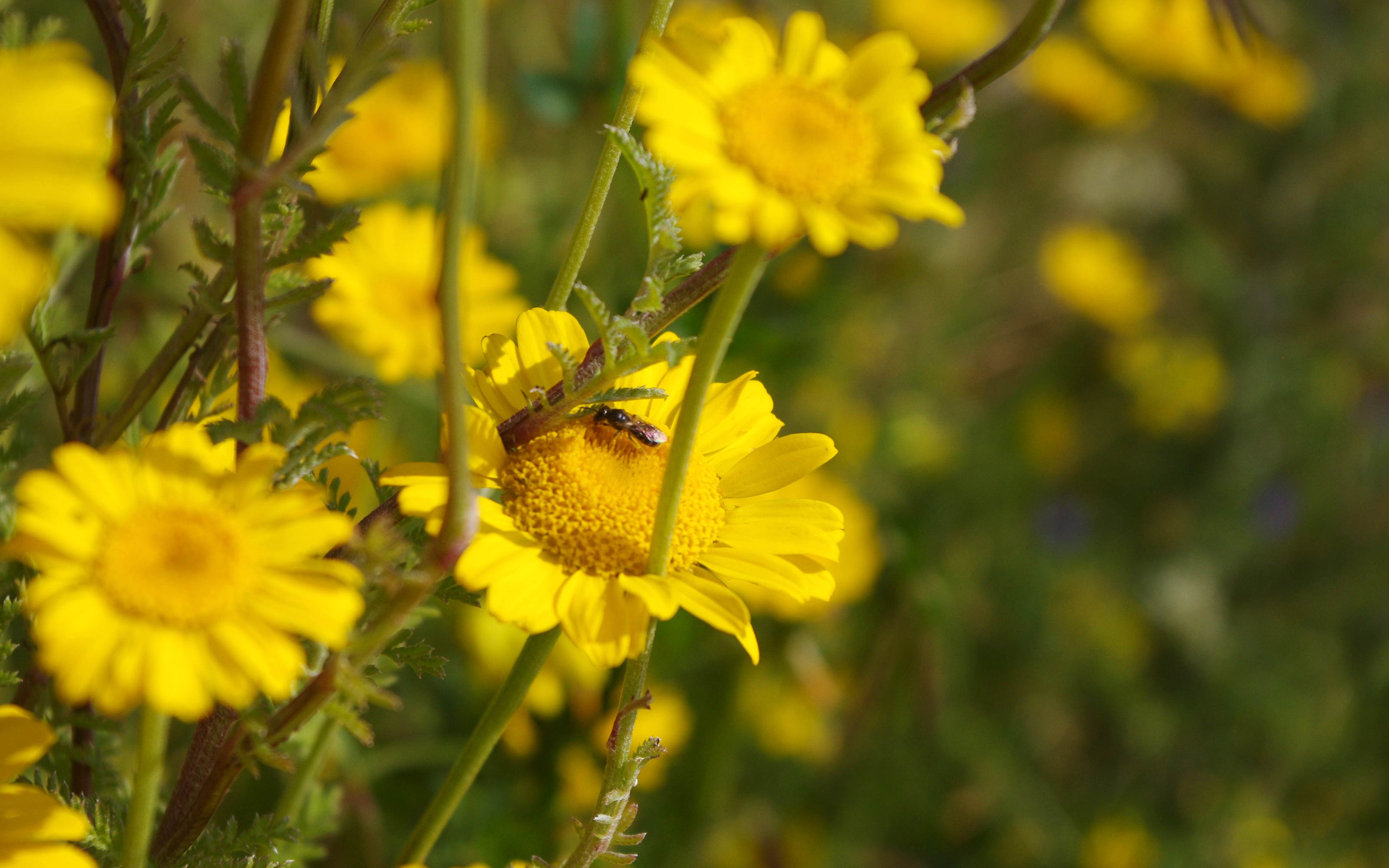 Insekt auf Färberkamille