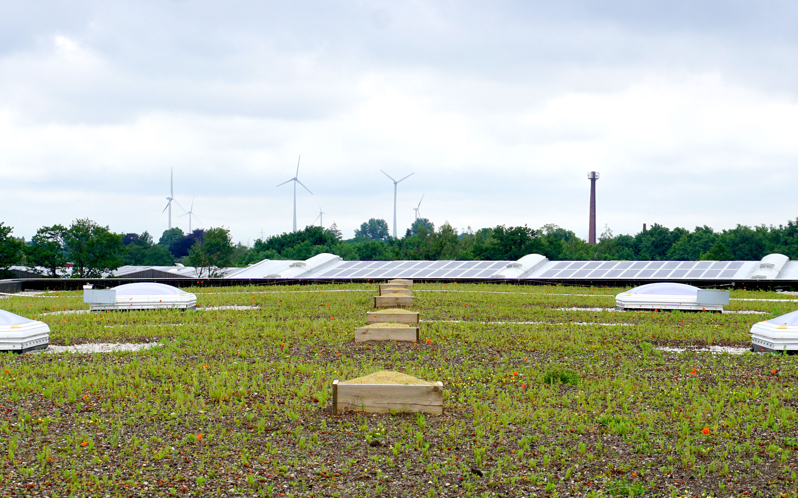 Begrüntes Flachdach mit Dachfenstern
