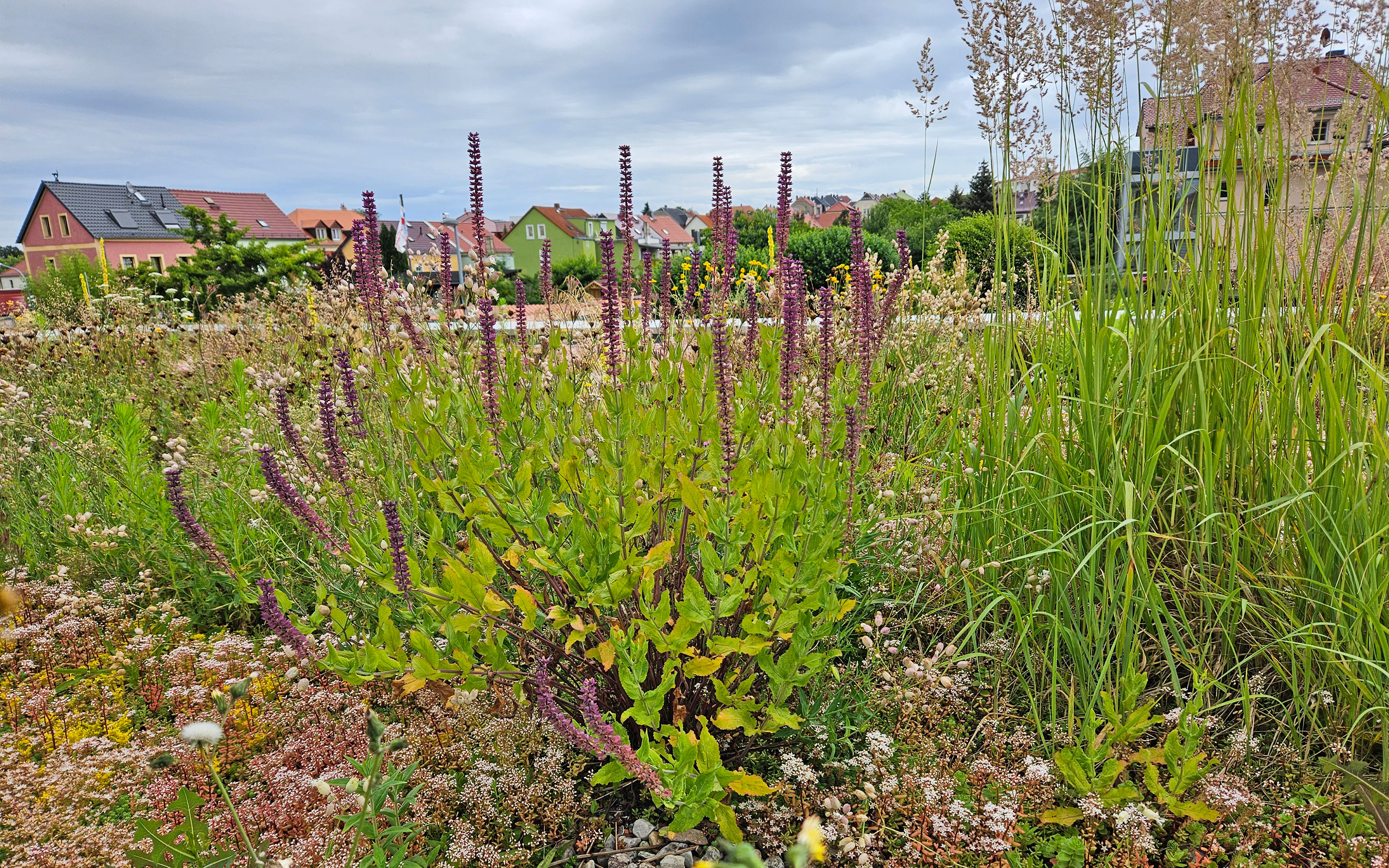 Pflanzen auf einem Gründach