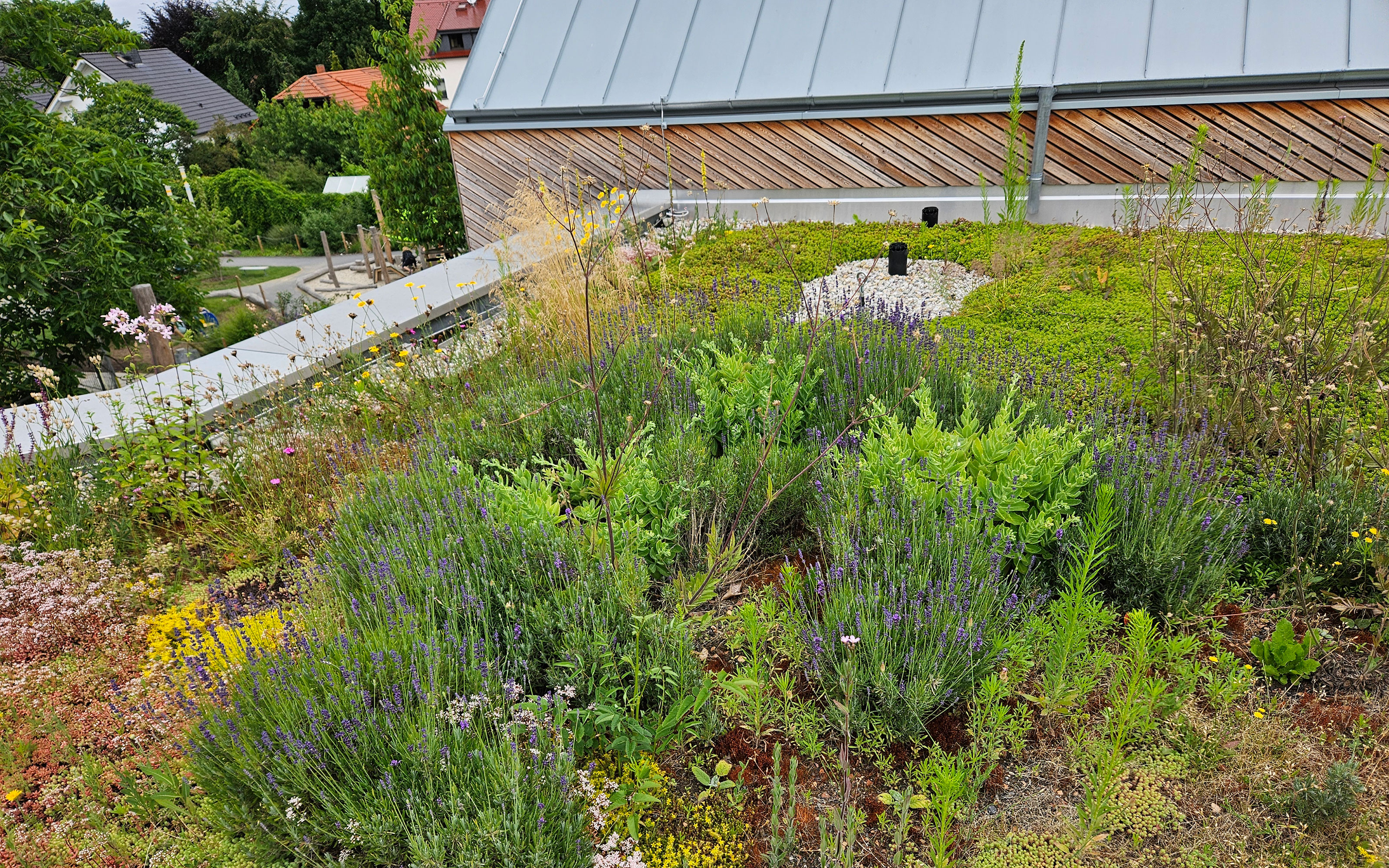 Biodivers begrüntes Dach