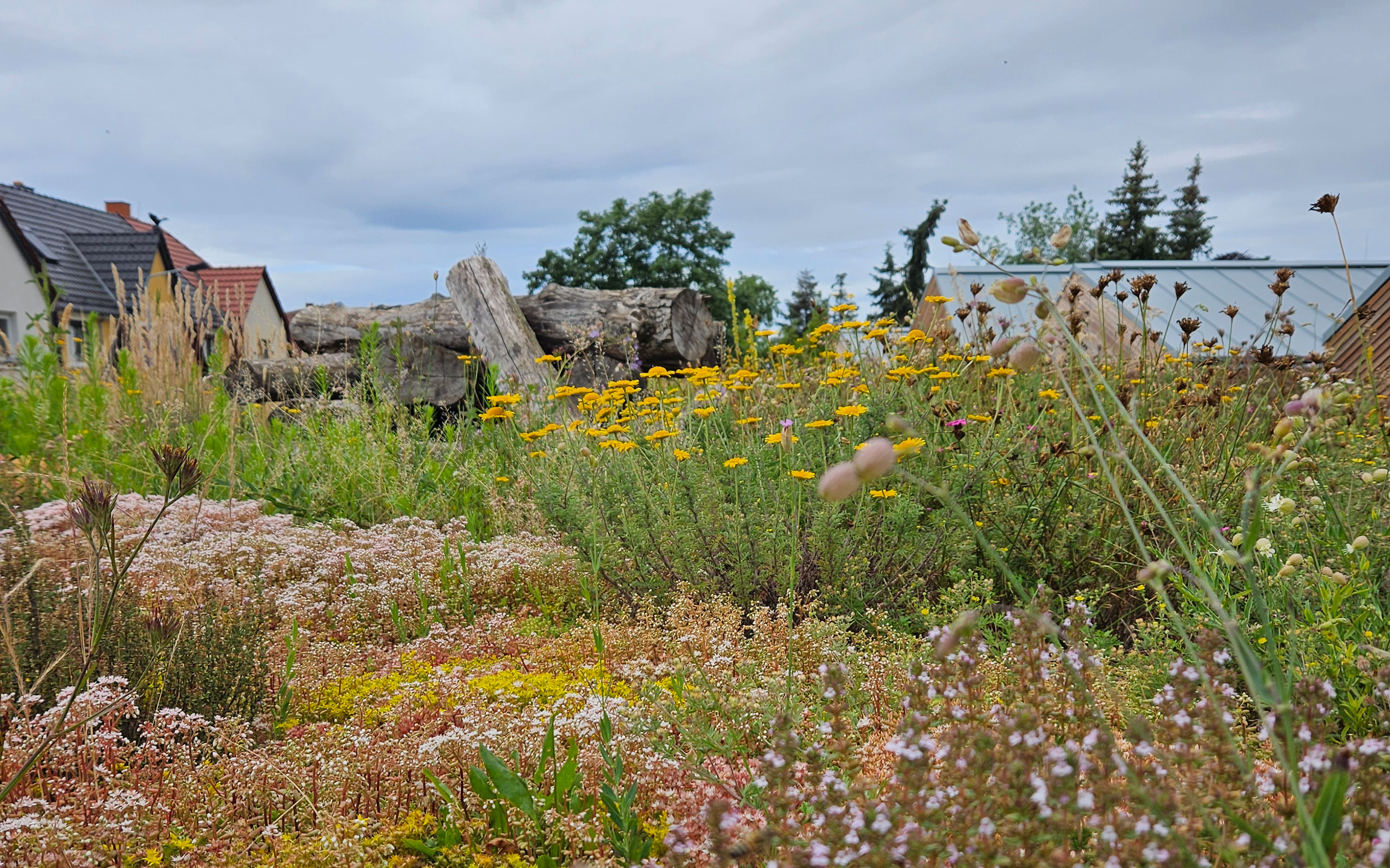 Biodiversitäts-Gründach mit Totholz