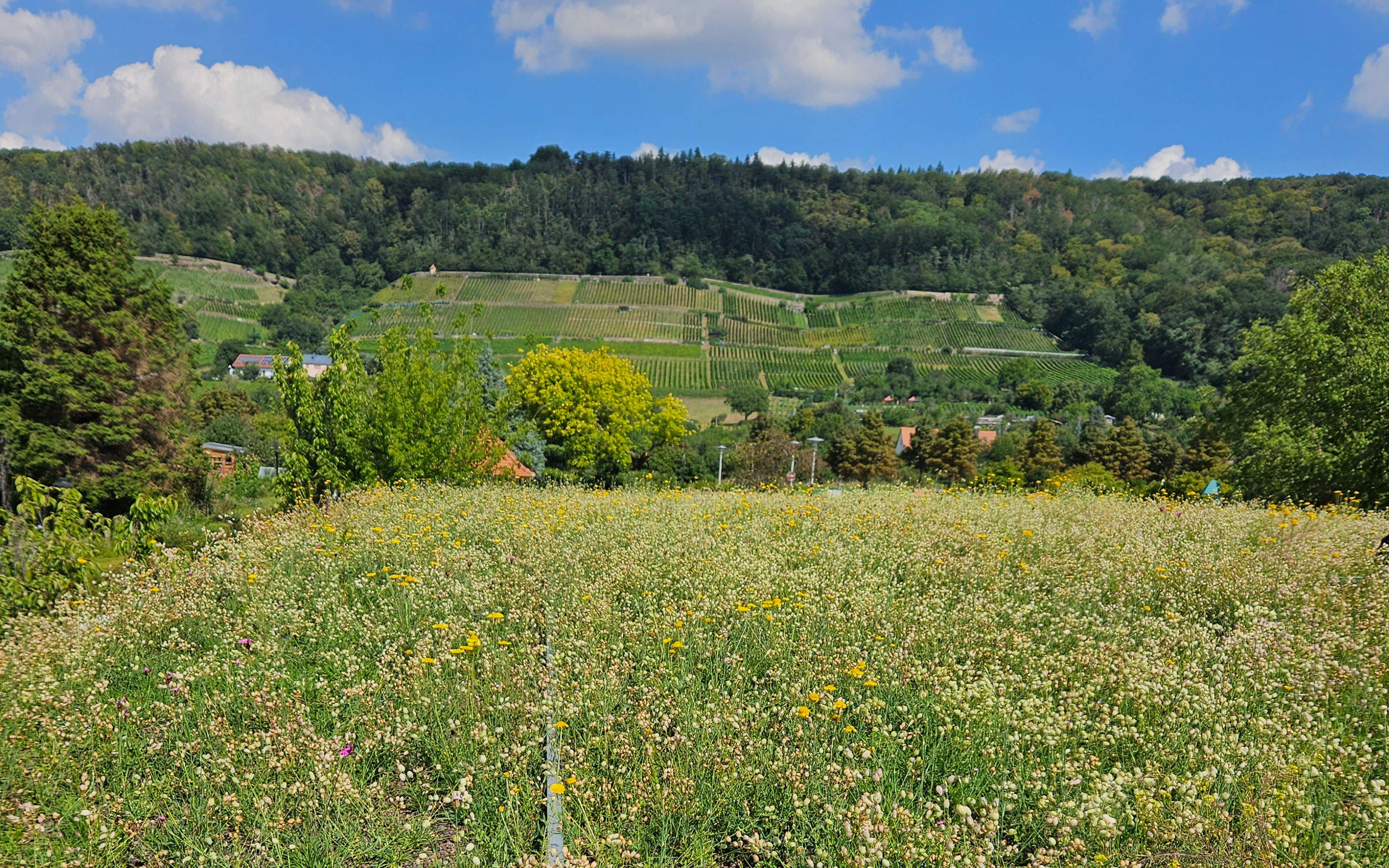 Gründach mit Wiesencharakter