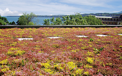 Extensive Dachbegrünung
