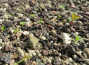 Erste Jungpflanzen ca. 10 Wochen nach Aussaat Jungpflanzen in Substrat