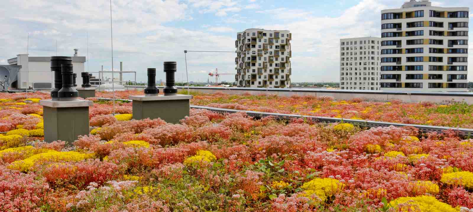 Dachbegrünung mit Sedum
