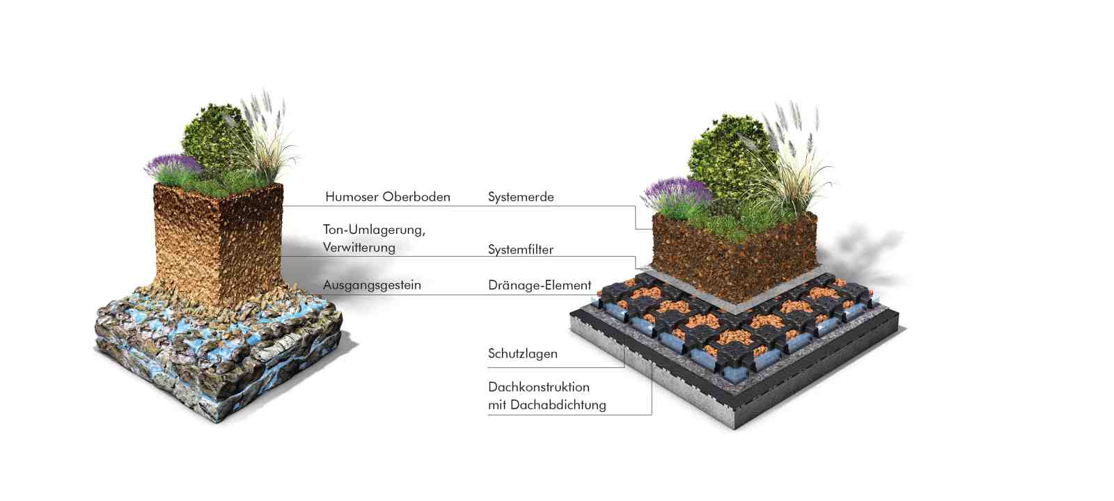 Natur- und Gründach-Aufbau als Grafik