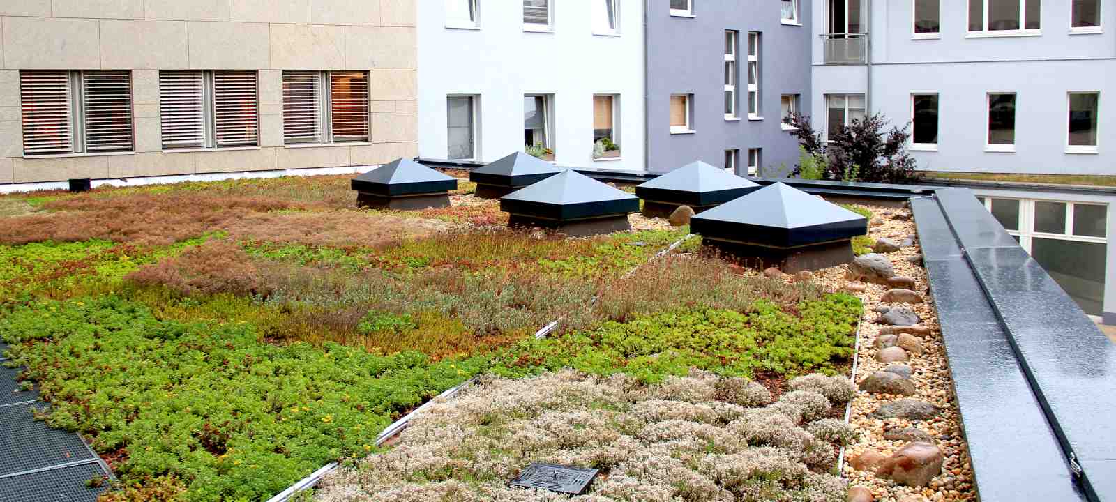 Extensiv begrüntes Dach im Regen