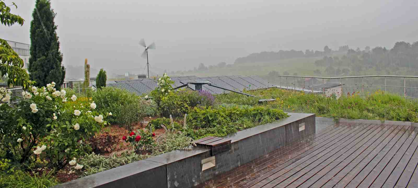 Dachgarten im Regen
