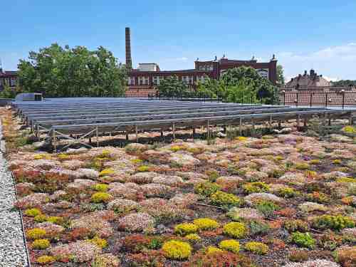 Blühende Dachbegrünung mit Photovoltaik