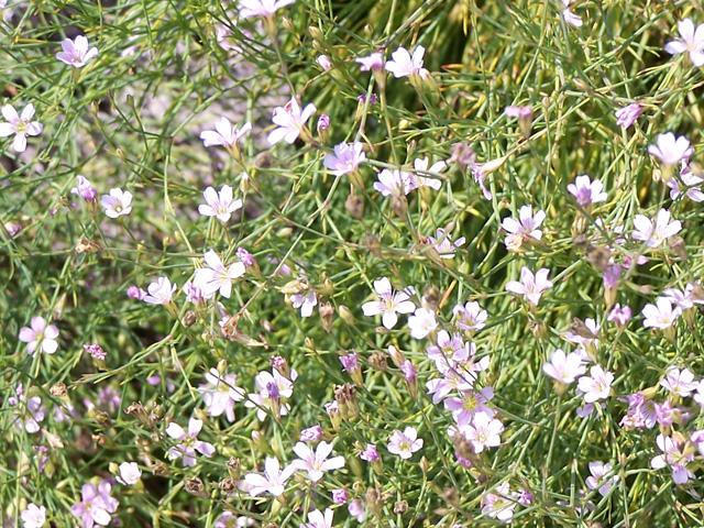 Gypsophila repens „Letchworth“
