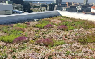 Gründach in der Großstadt