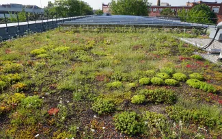 Extensive Dachbegrünung