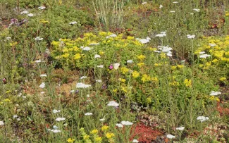 Blühende Blumen mit Schmetterling