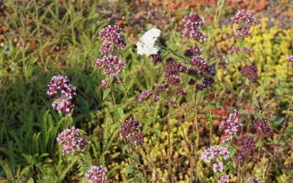 Schmetterling auf Oregano-Blüten