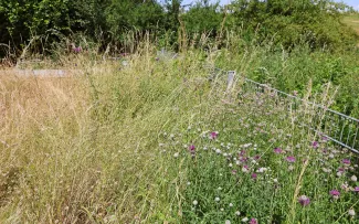 Wiese auf einem Dach