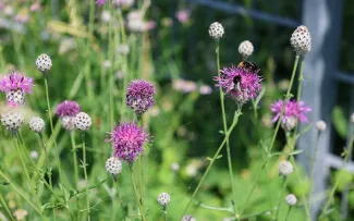 Bienen auf Flockenblumen