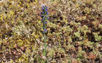 Sedum und Natterkopf