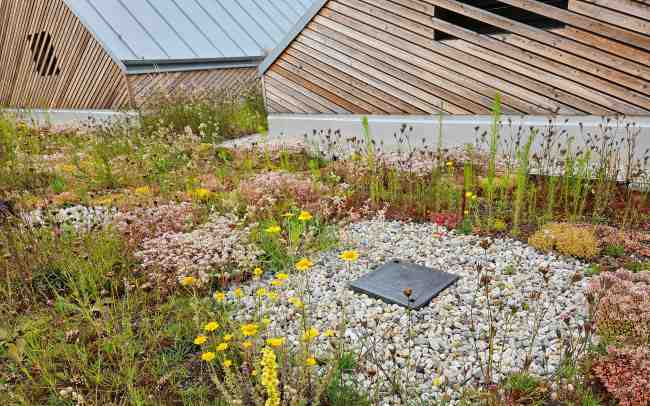 Gründach mit Kontrollschacht