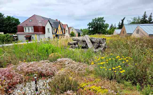 Biodiversitäts-Gründach mit Totholz und Fallnet® Absturzsicherung